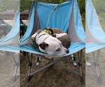 Small #4 American Pit Bull Terrier Mix