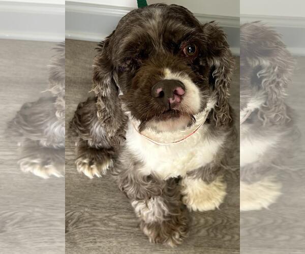 Medium Photo #2 Cocker Spaniel Puppy For Sale in Westminster, MD, USA