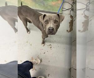 American Pit Bull Terrier-Unknown Mix Dogs for adoption in Waco, TX, USA