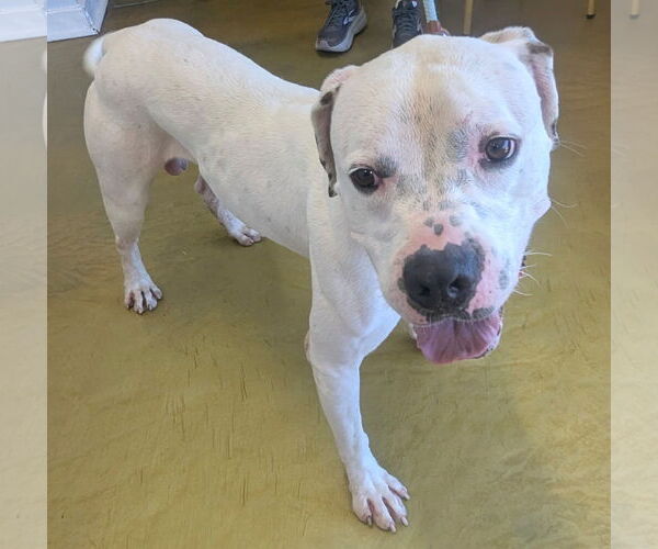 Medium Photo #2 Bullypit Puppy For Sale in phoenix, AZ, USA