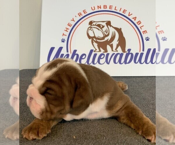 Medium Photo #4 English Bulldog Puppy For Sale in CENTERVILLE, OH, USA