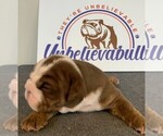 Small Photo #4 English Bulldog Puppy For Sale in CENTERVILLE, OH, USA