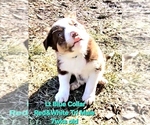 Small Photo #79 Border Collie Puppy For Sale in BYBEE, TN, USA