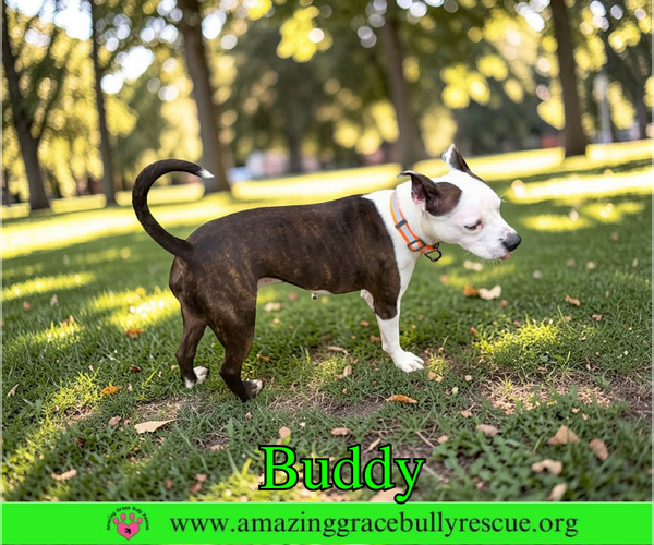 Medium Photo #2 American Pit Bull Terrier-Unknown Mix Puppy For Sale in Milton, FL, USA