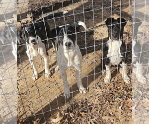 Great Dane-Unknown Mix Dogs for adoption in NYC, NY, USA