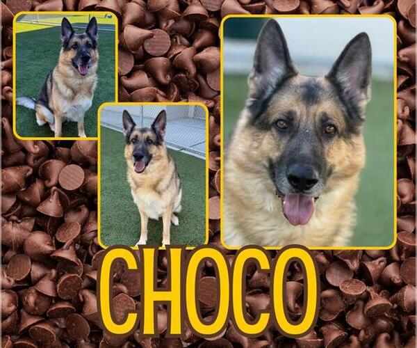 Medium Photo #2 German Shepherd Dog Puppy For Sale in Pearland, TX, USA