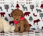 Small Photo #2 Poodle (Miniature) Puppy For Sale in LANCASTER, PA, USA