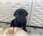 Small #30 Labrador Retriever