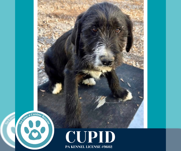 Medium Photo #4 Labrenees Puppy For Sale in Kimberton, PA, USA