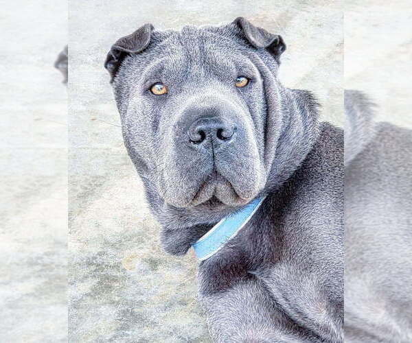 Medium Photo #1 Chinese Shar-Pei Puppy For Sale in SHAWNEE, OK, USA