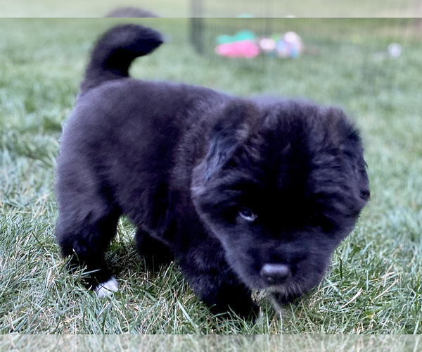 Medium Photo #5 Akita Puppy For Sale in GREELEY, CO, USA