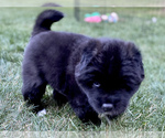 Small Photo #5 Akita Puppy For Sale in GREELEY, CO, USA
