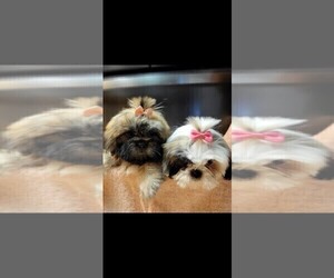 Shih Tzu Puppy for Sale in HESPERIA, California USA