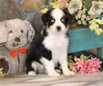 Small #9 Australian Shepherd