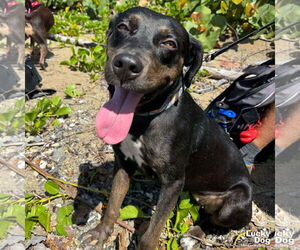 Labrador Retriever-Retriever Mix Dogs for adoption in Washington, DC, USA