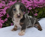 Puppy Lando Dachshund