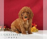 Small #5 Goldendoodle