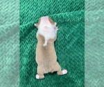 Small Photo #46 Boston Terrier Puppy For Sale in TULARE, CA, USA