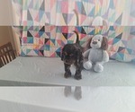 Small #1 Cocker Spaniel