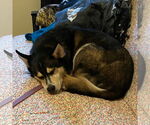 Small #6 Siberian Husky Mix