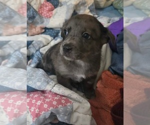 Andre - NO MORE APPLICATIONS PLEASE! - Male Cairn Terrier-Unknown Mix Dog for Adoption - Photo #6