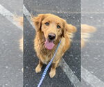 Small Photo #2 Golden Retriever Puppy For Sale in Mount Airy, NC, USA