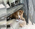 Small #1 Chow Chow-Siberian Husky Mix