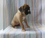 Puppy Muffin Boxer
