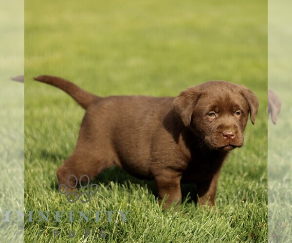 Medium Photo #3 Labrador Retriever Puppy For Sale in RONKS, PA, USA