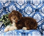 Small #4 Bernedoodle (Miniature)