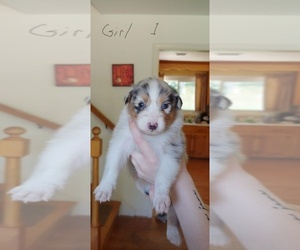 Australian Shepherd Puppy for sale in N CHESTERFLD, VA, USA