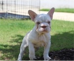 Puppy Puppy 4 French Bulldog