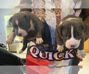 Bullypit Puppy for sale in PENSACOLA, FL, USA