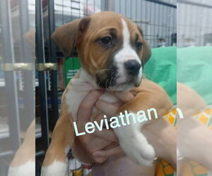 Mutt Dogs for adoption in Evansville, IN, USA