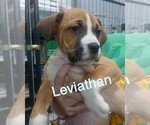 Small Mutt