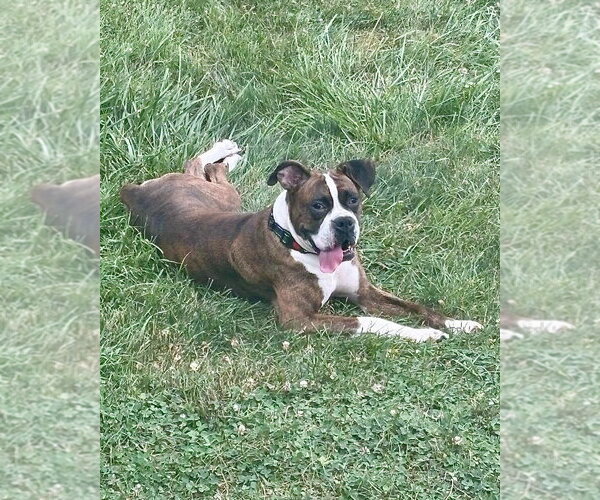 Medium Photo #1 Boxer Puppy For Sale in Dumont, NJ, USA