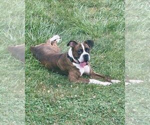 Boxer Dogs for adoption in Dumont, NJ, USA