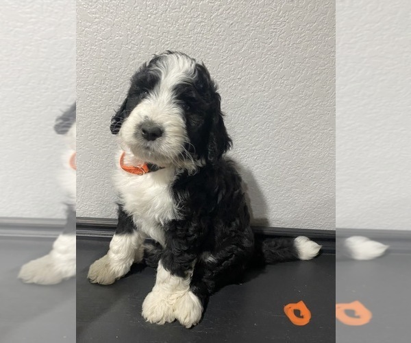 Medium Photo #8 Bernedoodle Puppy For Sale in ANNA, TX, USA