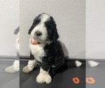 Small Photo #8 Bernedoodle Puppy For Sale in ANNA, TX, USA