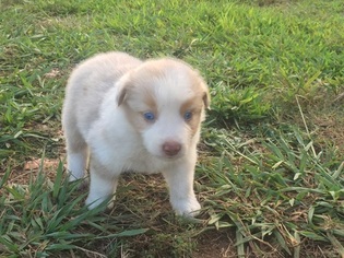 Australian Shepherd Puppy for sale in WASHINGTON, GA, USA