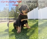 Puppy Gray Rottweiler
