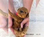 Small Photo #12 Goldendoodle (Miniature) Puppy For Sale in BAKERSFIELD, CA, USA