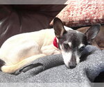 Small #9 Chihuahua Mix