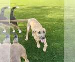 Small Anatolian Shepherd-Black Mouth Cur Mix