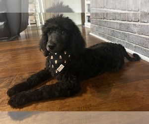 Poodle (Standard) Puppy for sale in WRAY, GA, USA