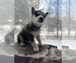 Small Photo #13 Siberian Husky Puppy For Sale in DANBY, VT, USA