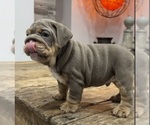 Small Photo #2 Bulldog Puppy For Sale in LAWRENCE, IN, USA