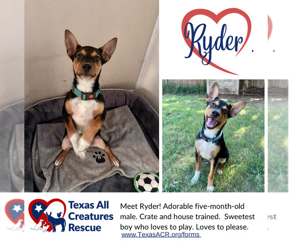 Medium Photo #1 Mutt Puppy For Sale in Lillian, TX, USA