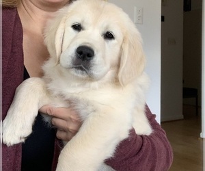 English Cream Golden Retriever Puppy for sale in CHARLOTTESVILLE, VA, USA
