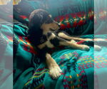 Small #3 Mutt